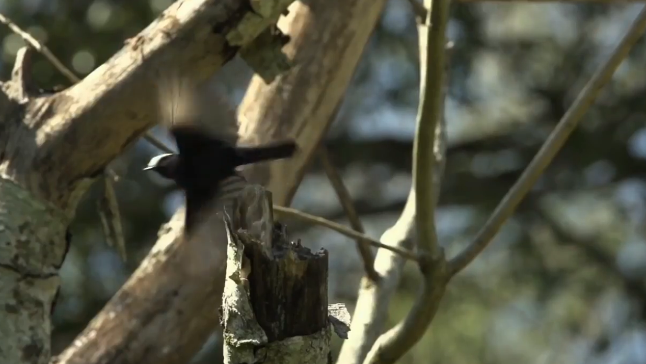 10.-iguazu-fauna-guetapa-negro.png