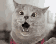 CatCatMemesGIF.gif