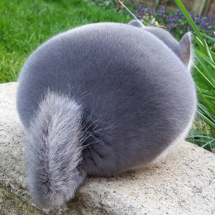 Chinchillas-tiernas-9-700x700.jpg