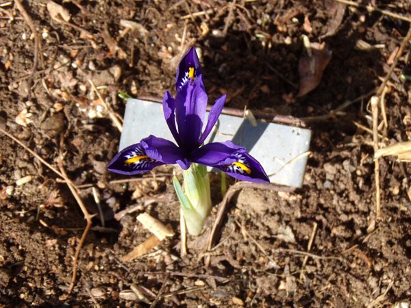 East Shed - iris reticulata1 crop March 2020.jpg
