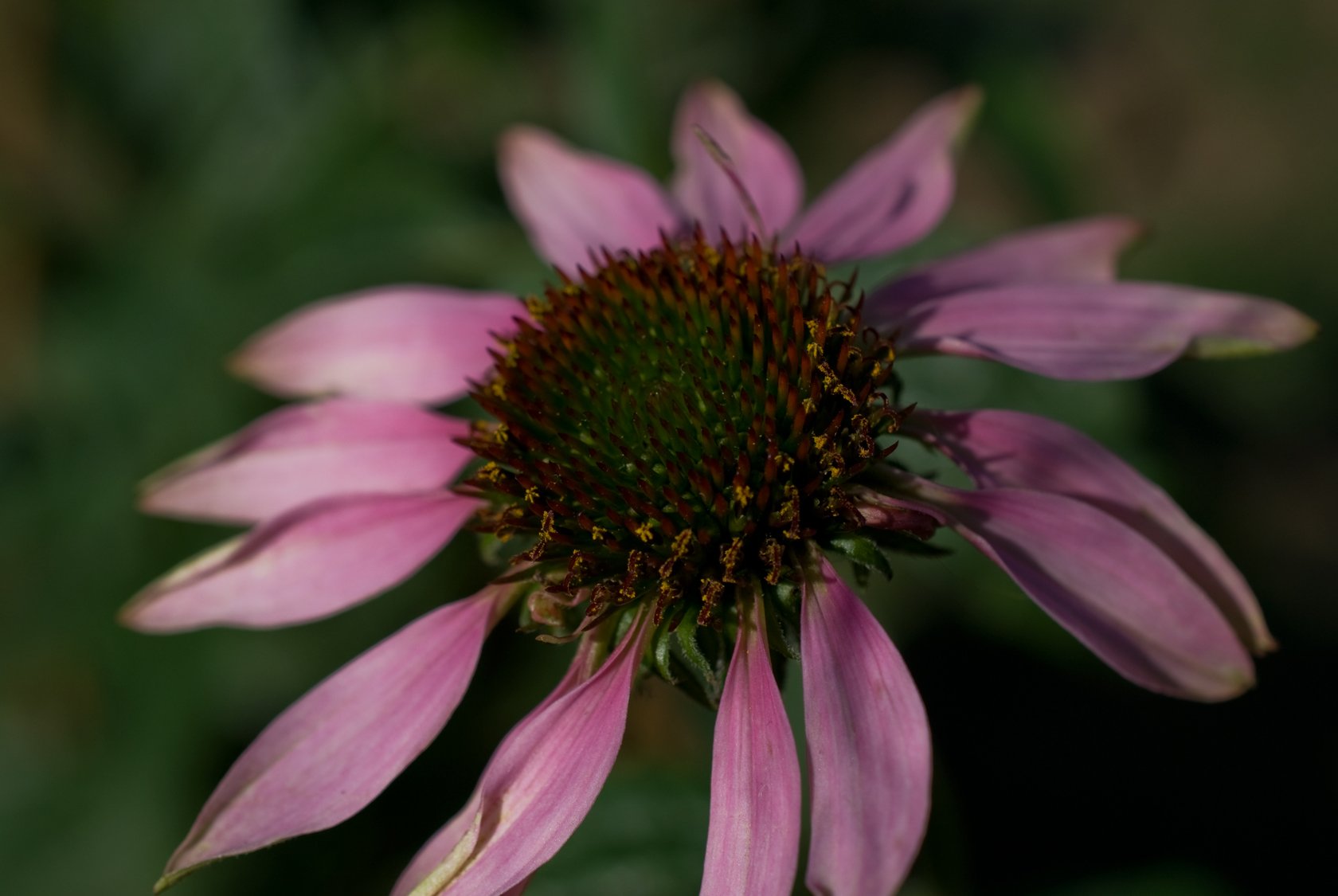 echinacea-04.jpg