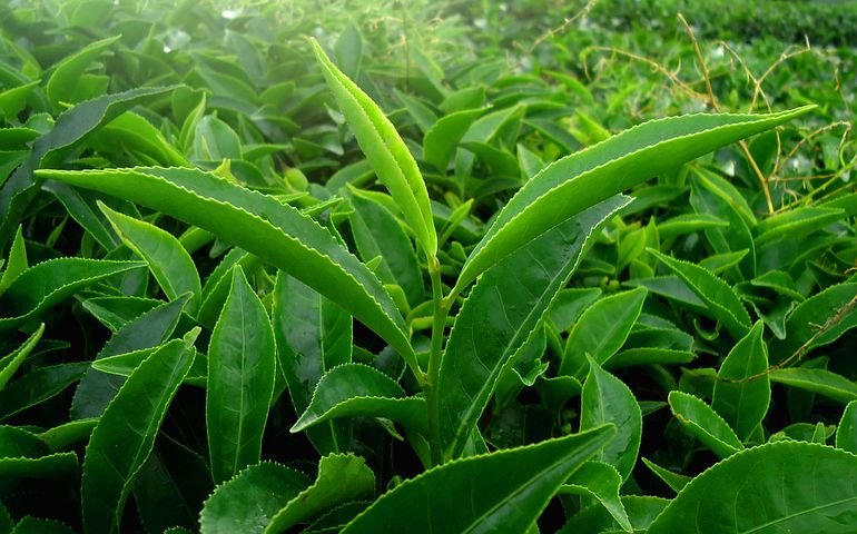 leaf-1375470__480.jpg