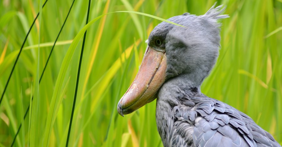 Shoebills Are Dinosaurs - 