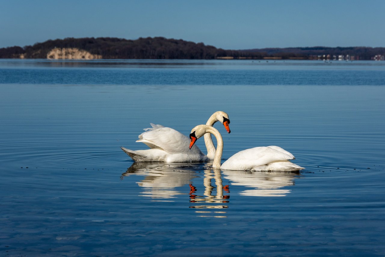 swan-4115453_1920.jpg