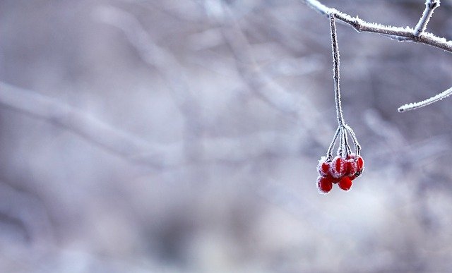 frozen-201495_640 (1).jpg