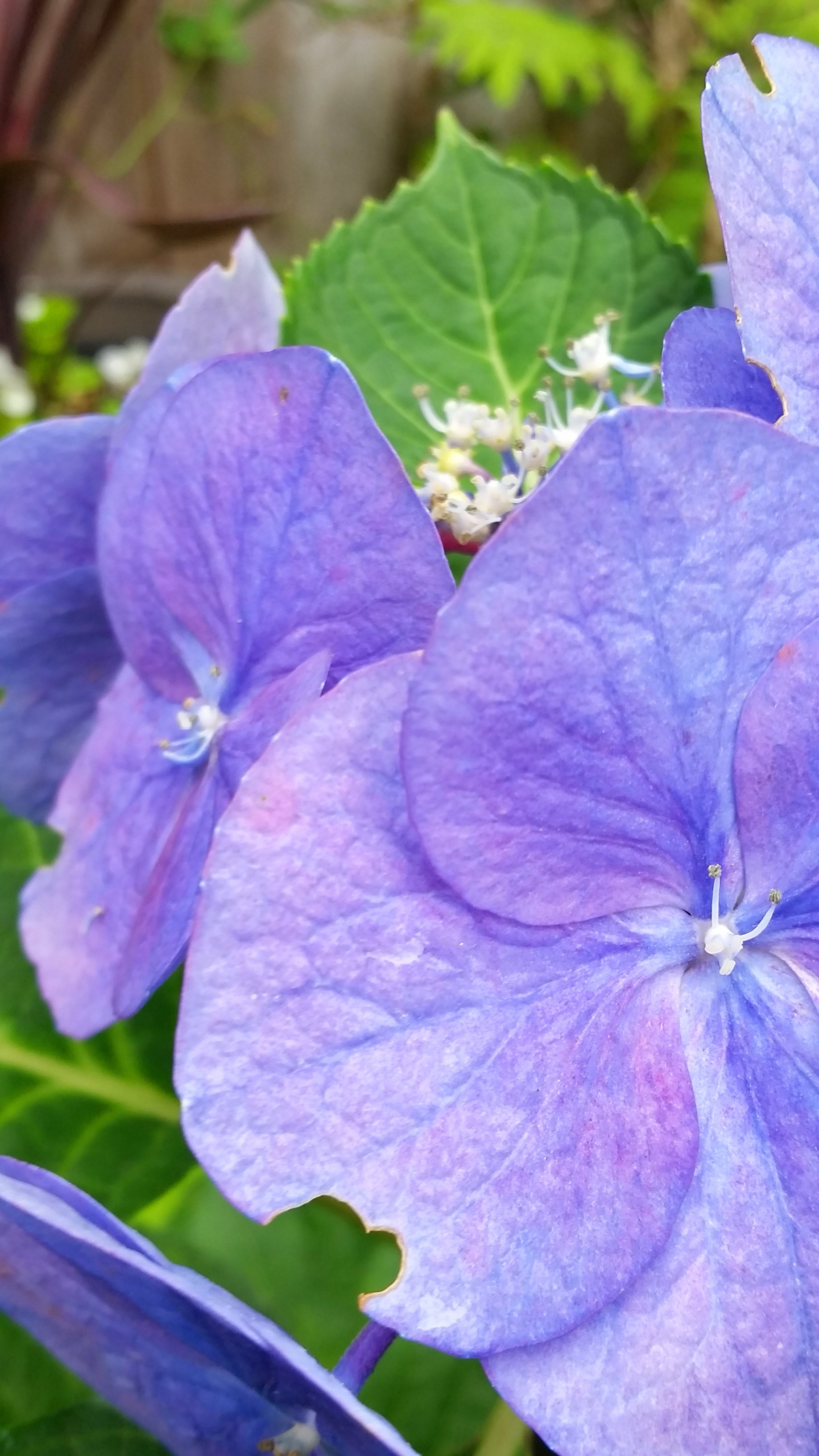 aug19hydrangea3.jpg