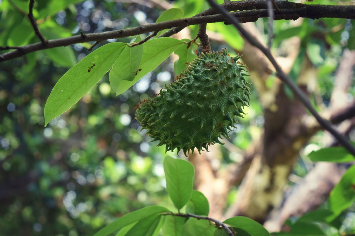 Soursop-2.jpg