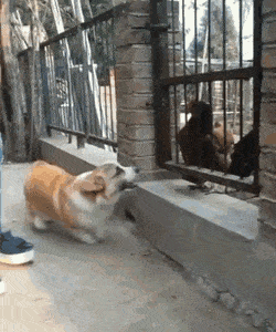 댕댕이 특징3.gif