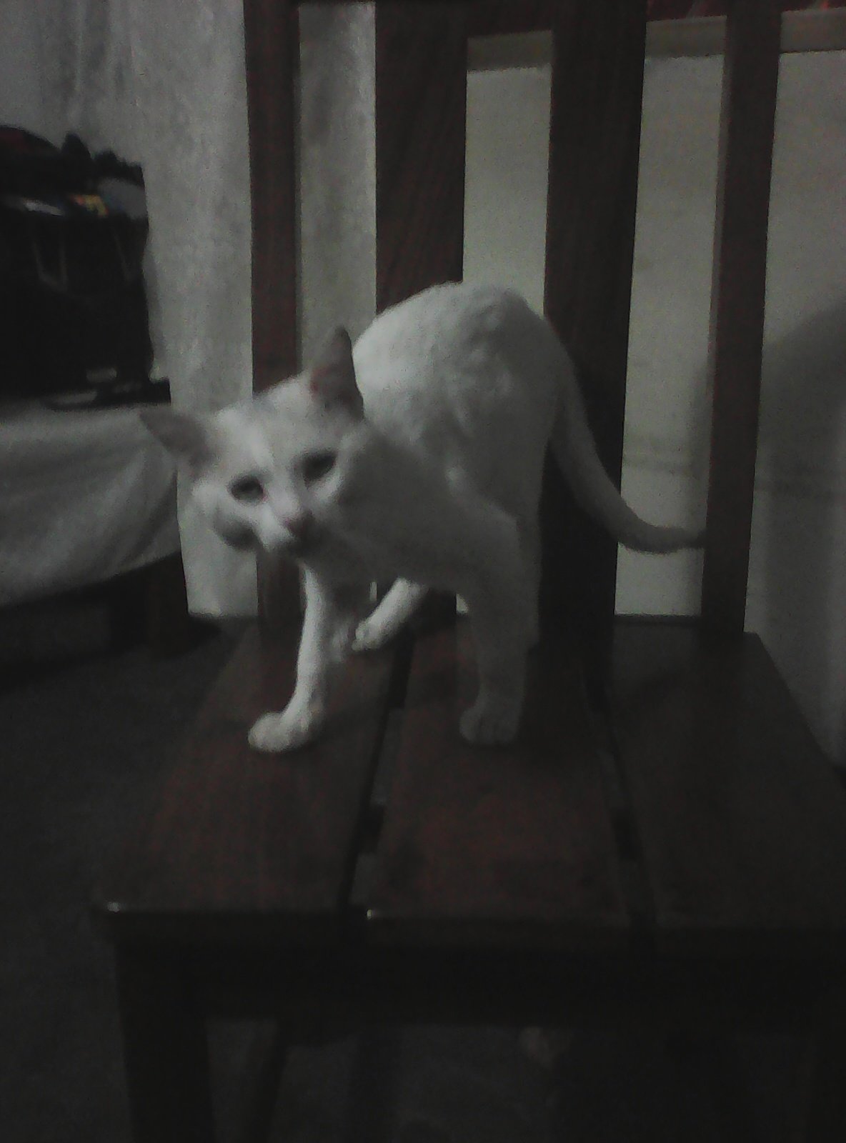 IMG19800106000323.jpg