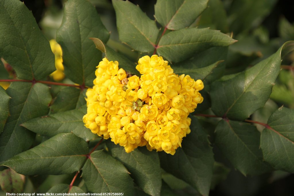 YellowFlowers-004-081218.jpg