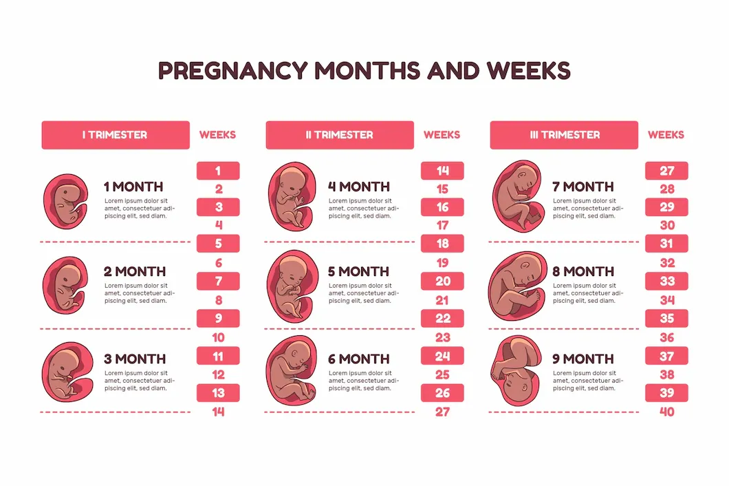 hand-drawn-fetal-development-infographic_52683-78366.webp