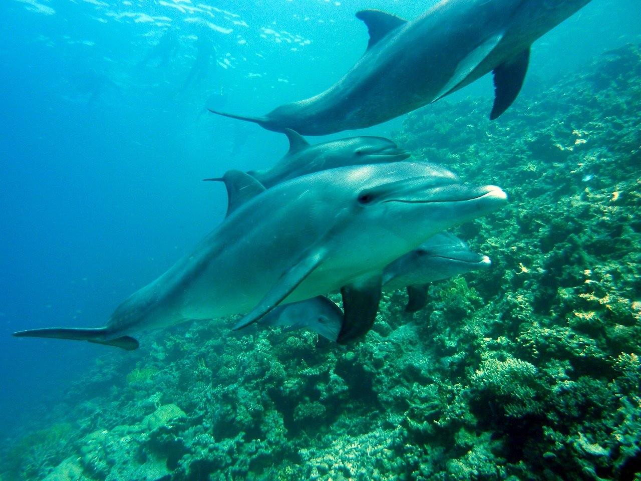 dolphins-378217_1280.jpg