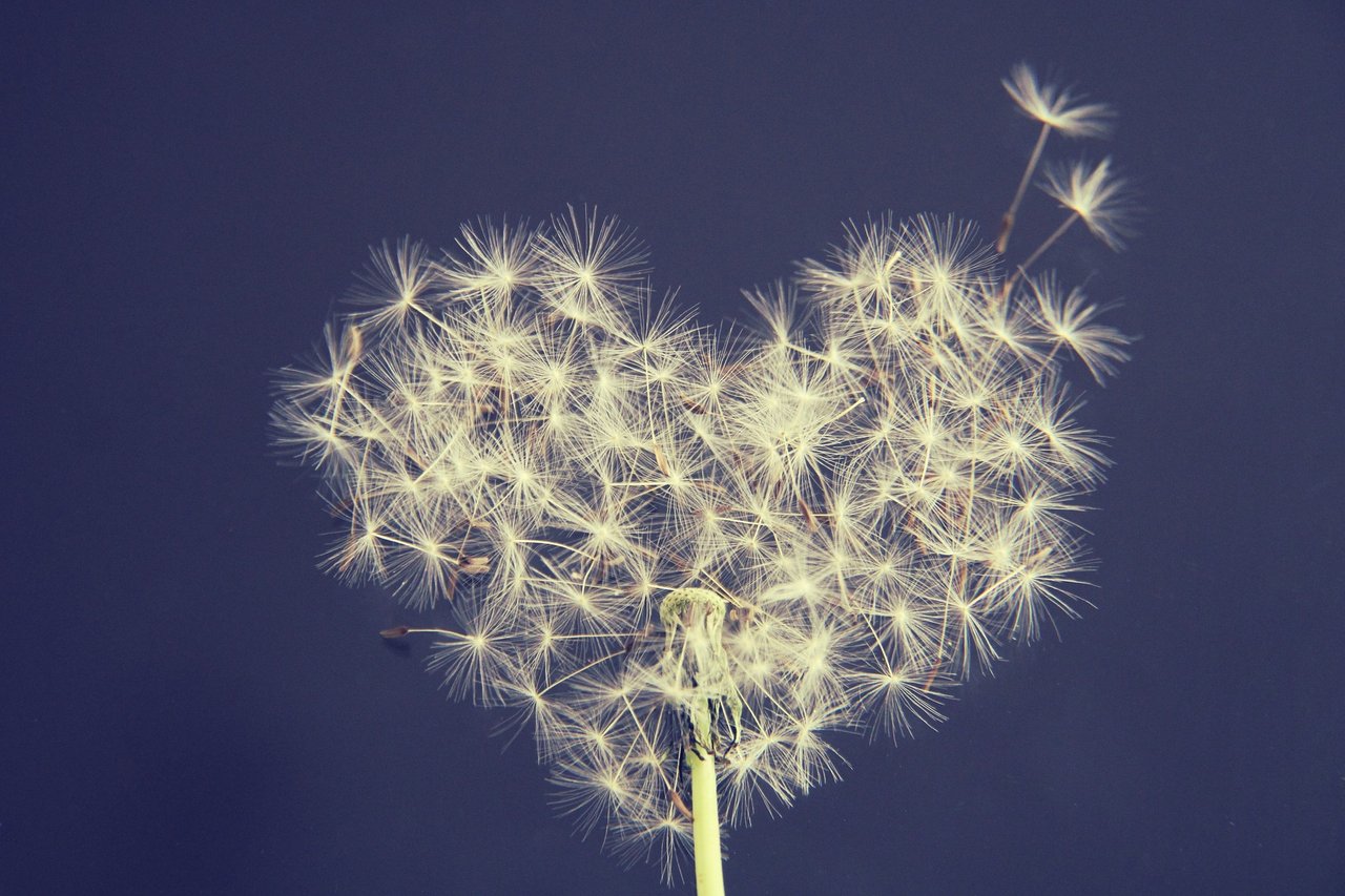 dandelion-5063527_1920.jpg