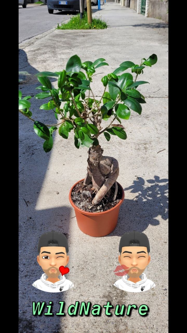 Ficus microcarpa 2.jpg