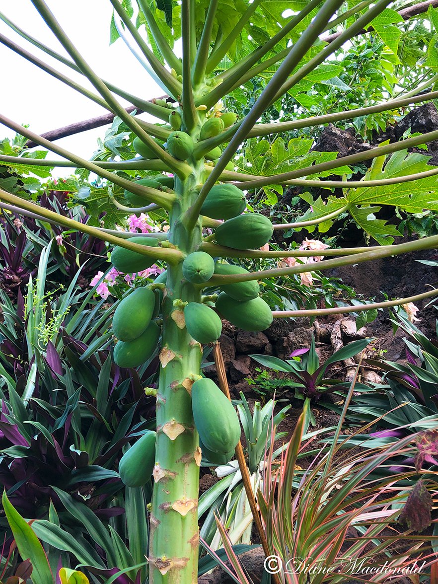 papaya tree huahine.jpg