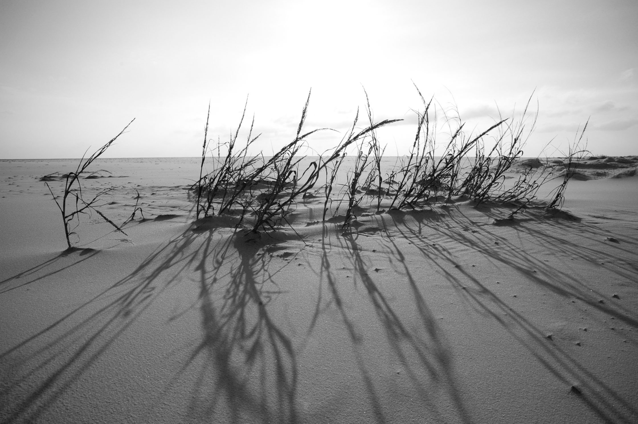 seaoats1.jpg