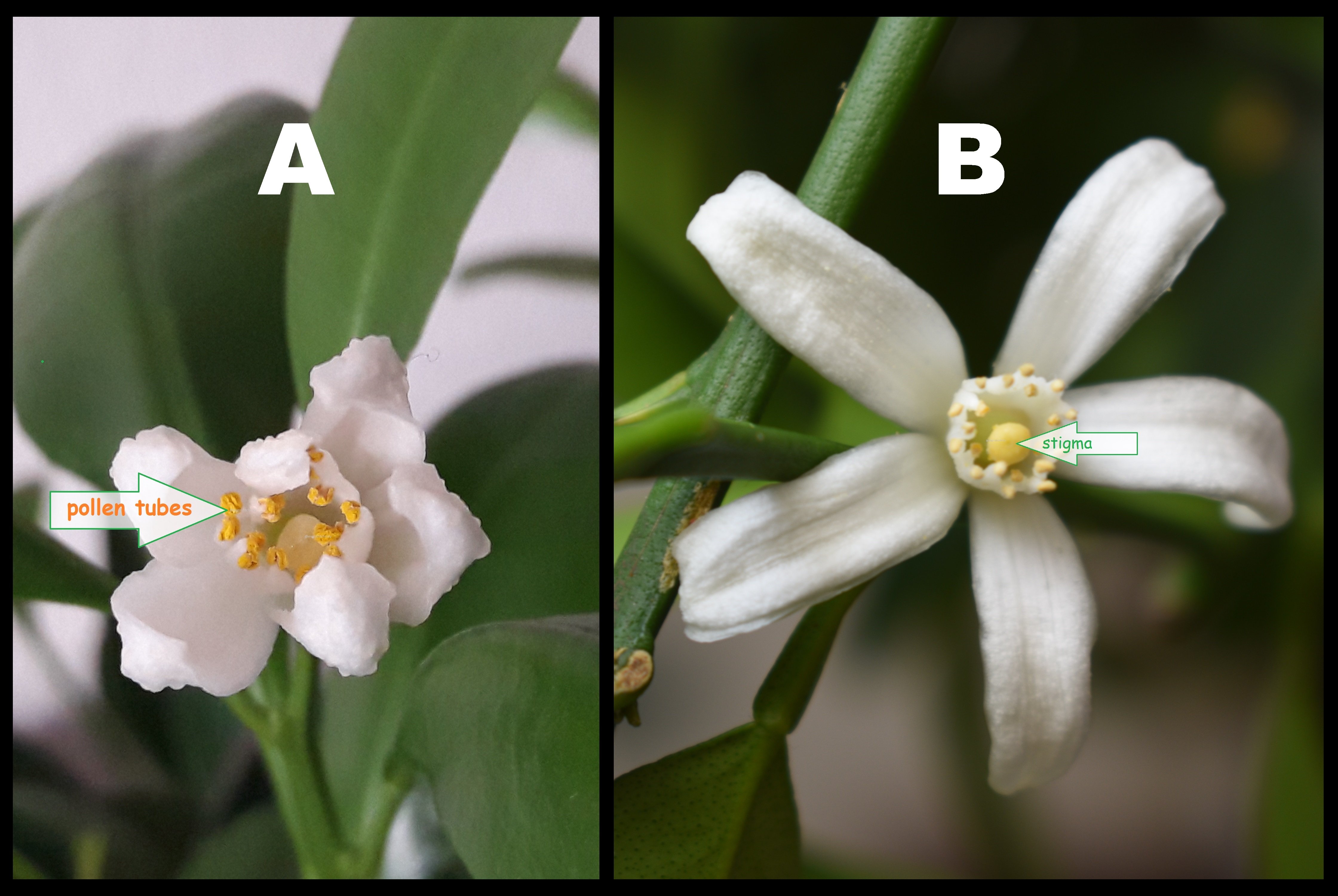 The Most Expensive Citrus Plant In The World Keeps Having A Miscarriage