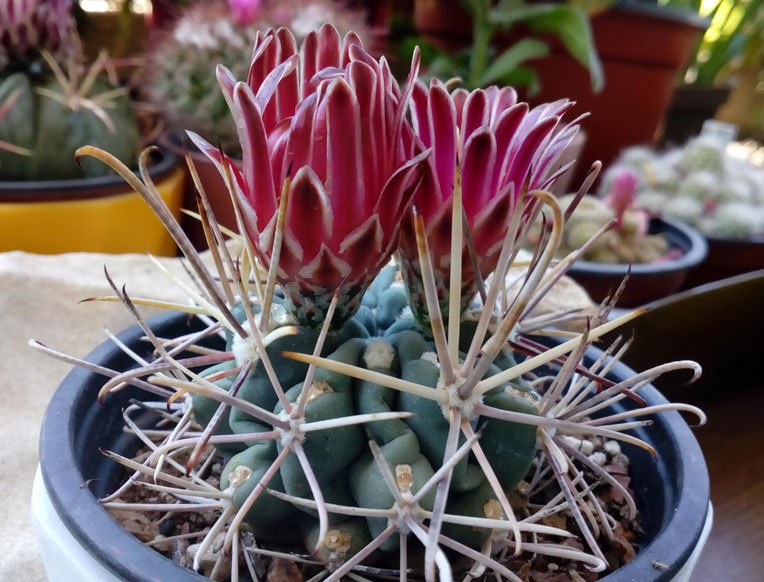 Sclerocactus-Склерокактус---2.jpg