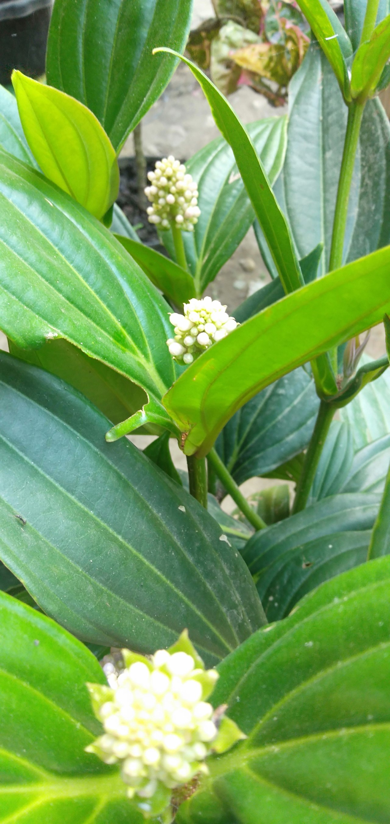 IMG20200125102043.jpg