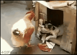 image_search_1527391766234.gif