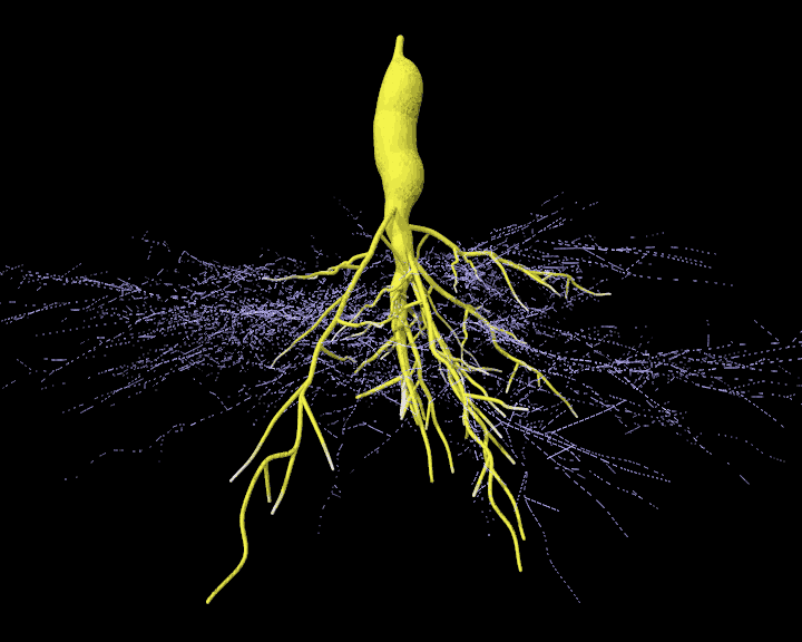 Arbuscular_mycorrhizal_root_tuber.gif