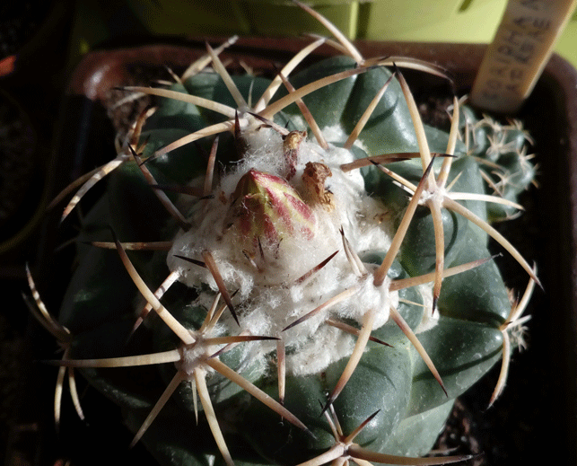 CORIPHANTHA ADREAE-8.gif