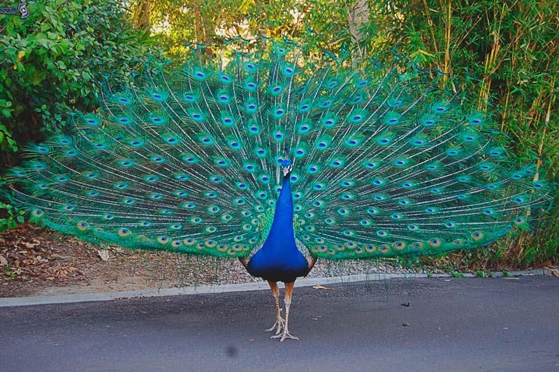 El Pavo Real (pavo Cristatus) — Steemit