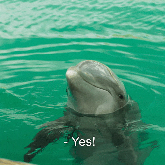 Dolphin-Island-Yes.gif