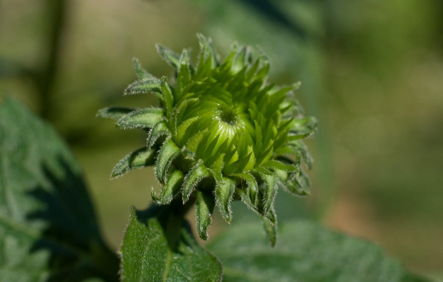 echinacea-bud-02.jpg