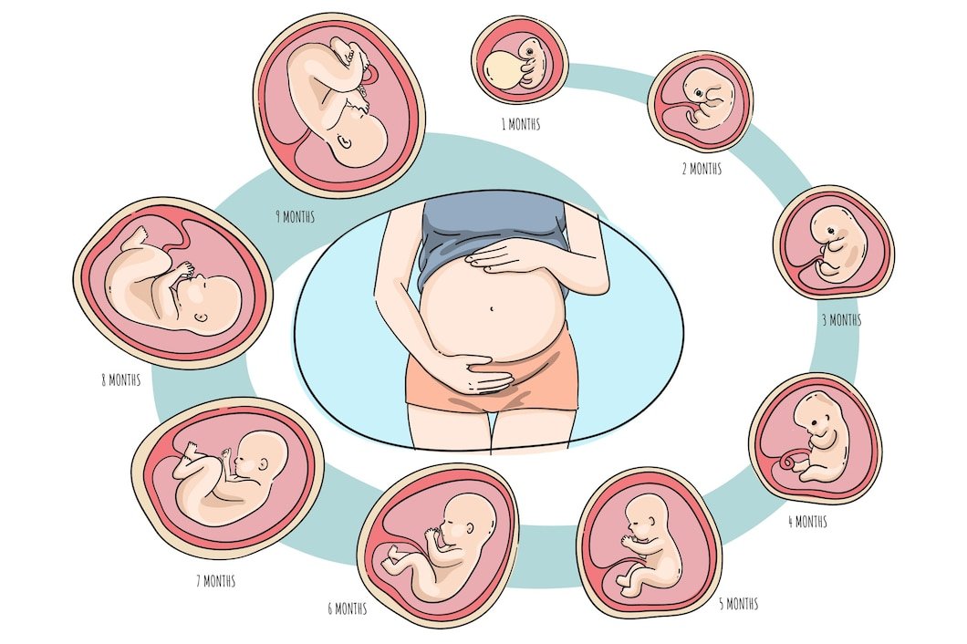 collection-fetal-development-moments_23-2149220397.jpg