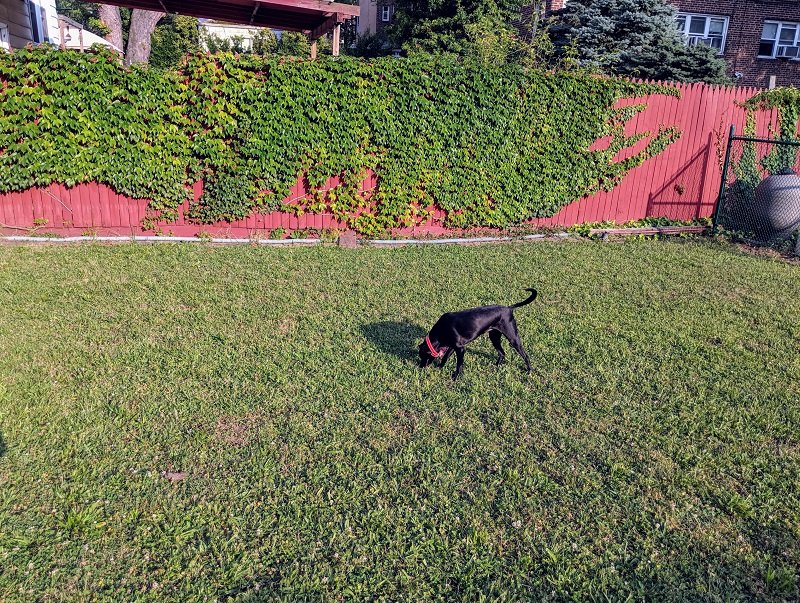 opal dog digging grass