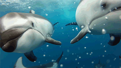 7 or 8 Times Or More Dolphing Powered-giphy.gif