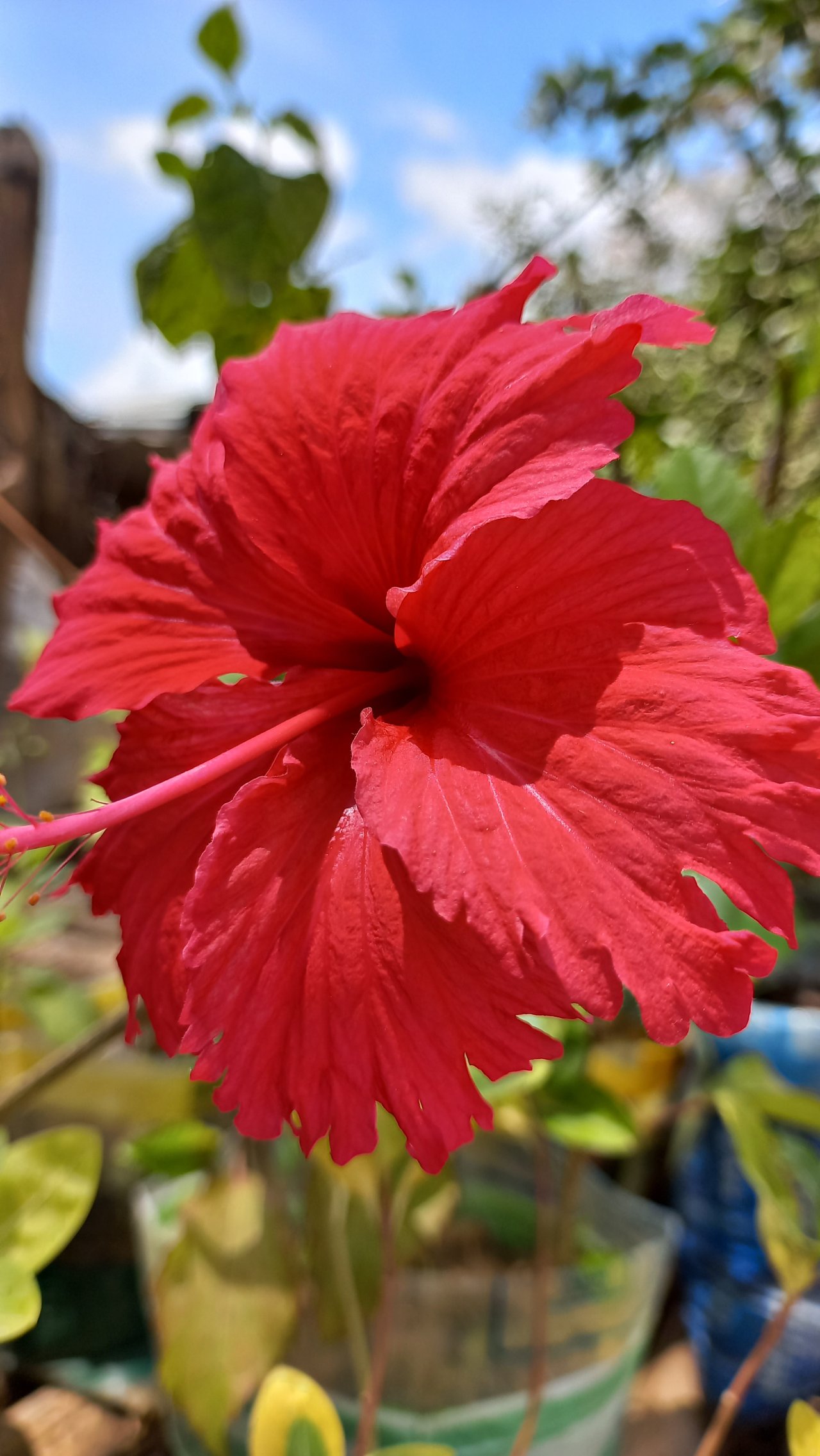 [ESP/ENG] Las flores de cayena/ Cayenne flowers.