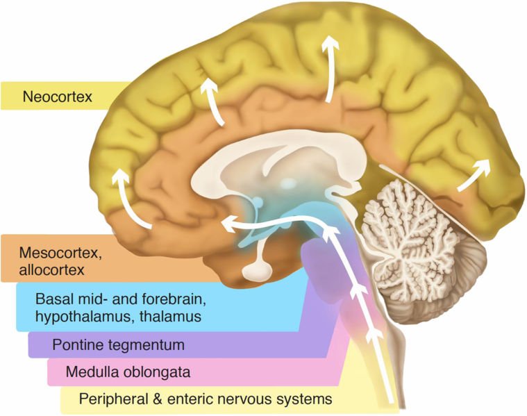 neocortex.jpg