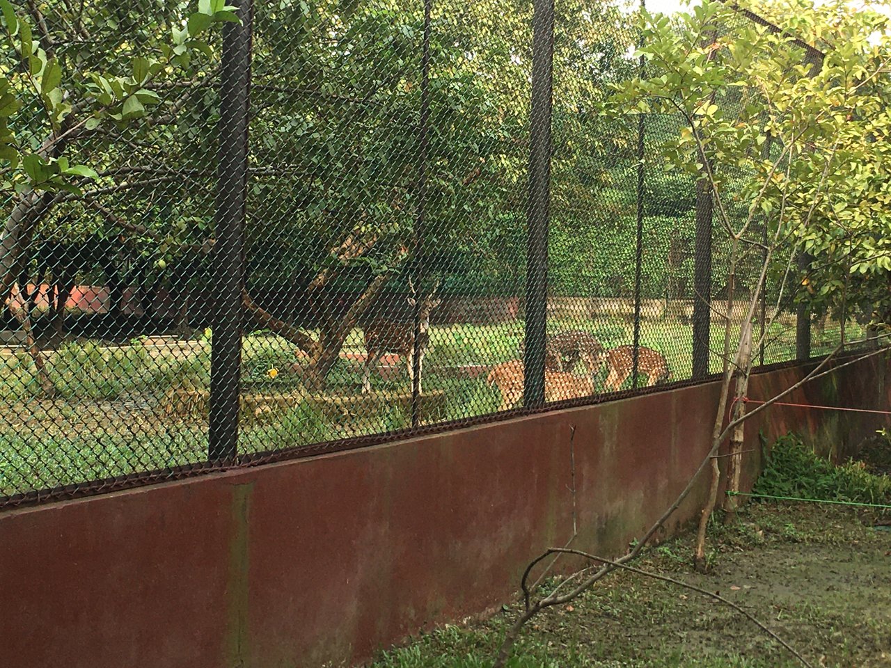 Spotted Deer-3.JPG