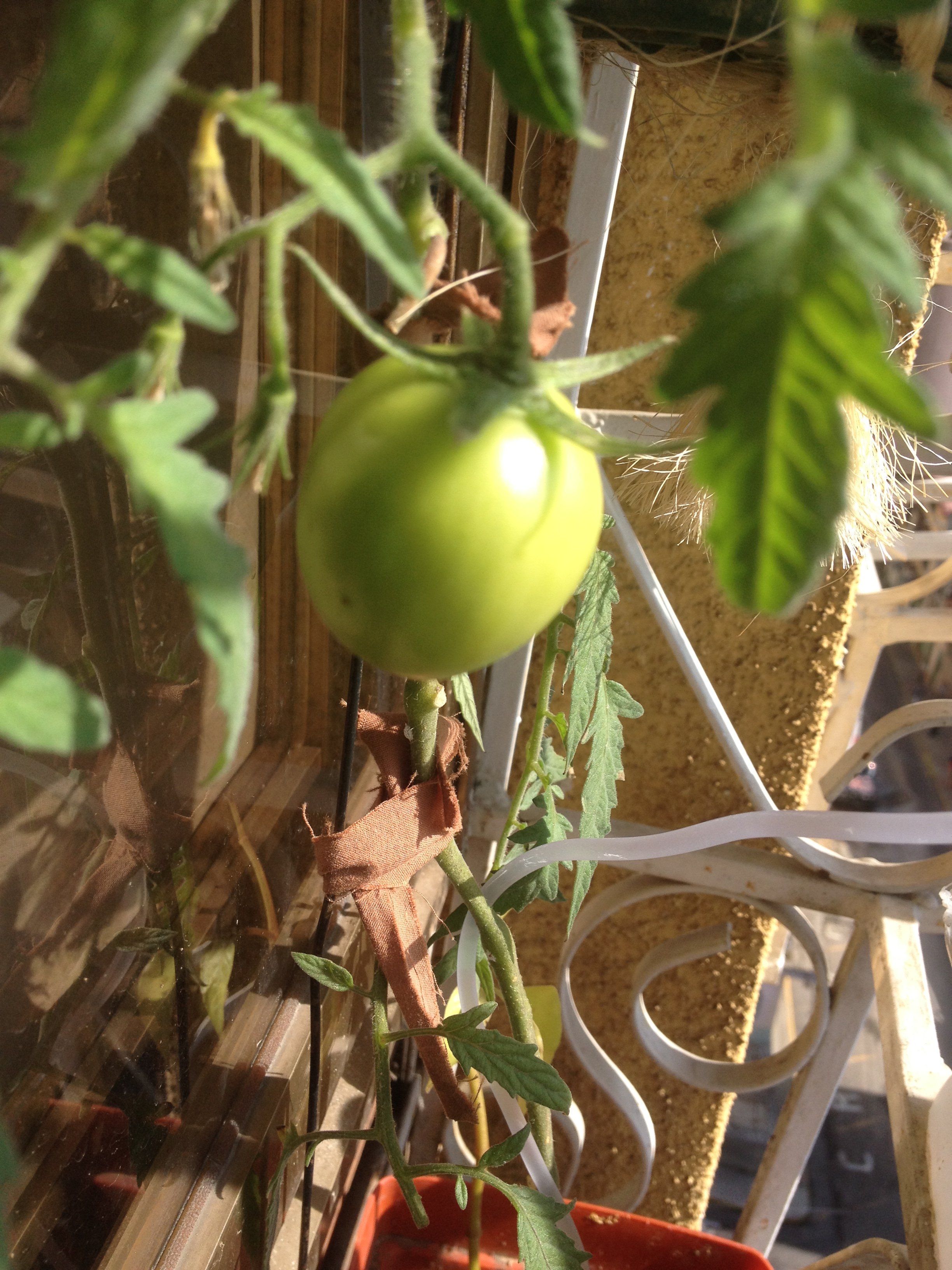 tomatico.jpg