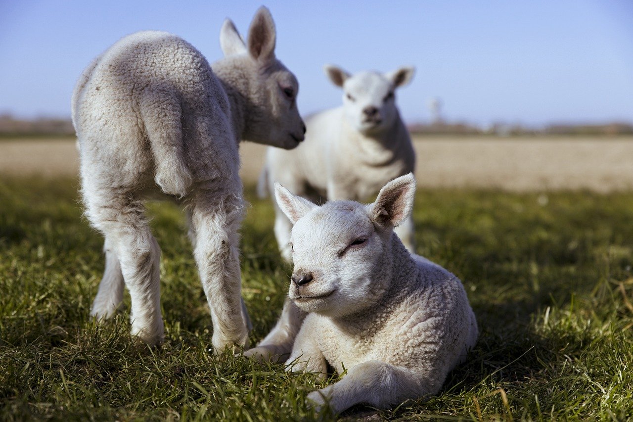 lambs-5074389_1280.jpg