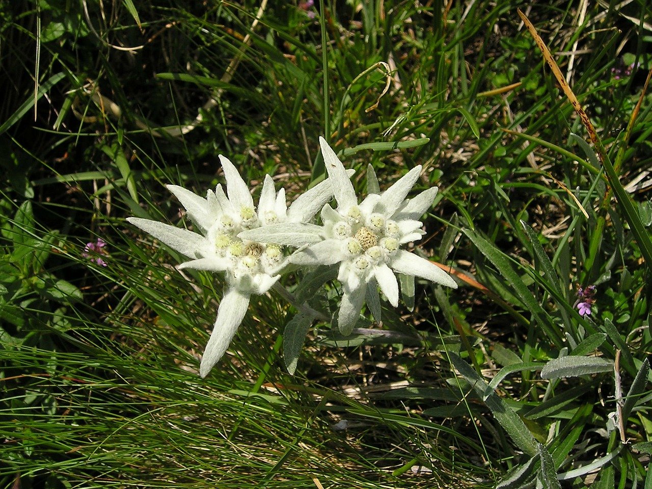 edelweiss-889_1280.jpg