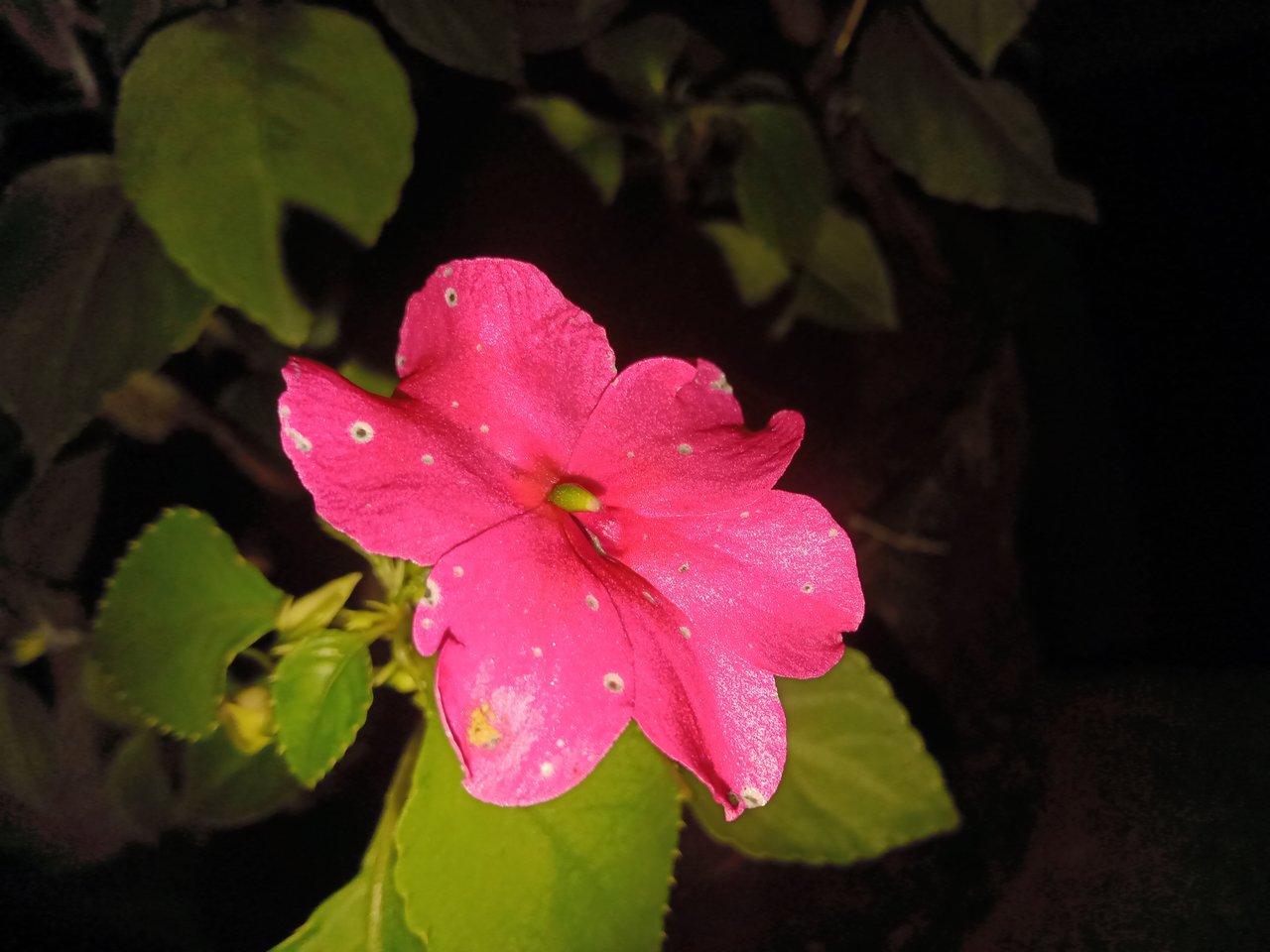 IMG20200623192855.jpg