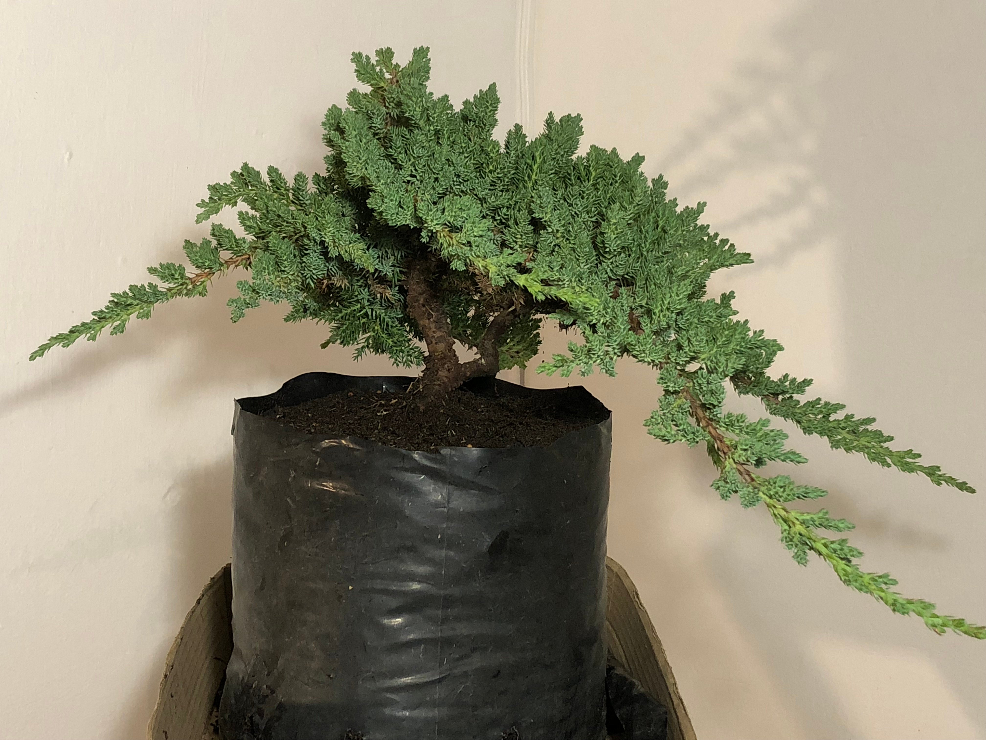 Juniper Bonsai Tree - Coiled Trunk (juniper procumbens nana)