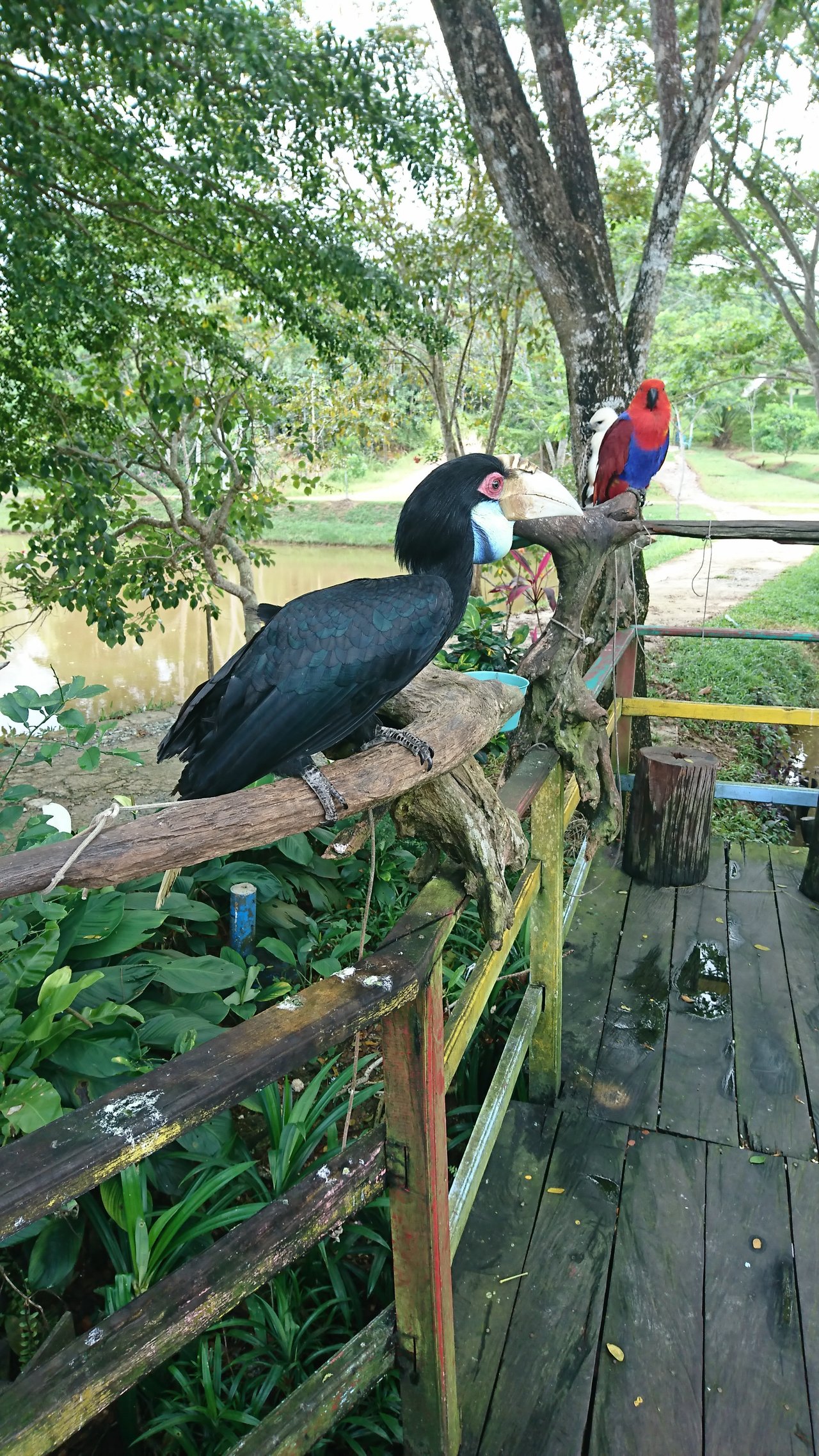 Smartphone Photography Burung Enggang