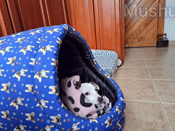 1000030290.gif
