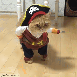 Cat Pirate.gif