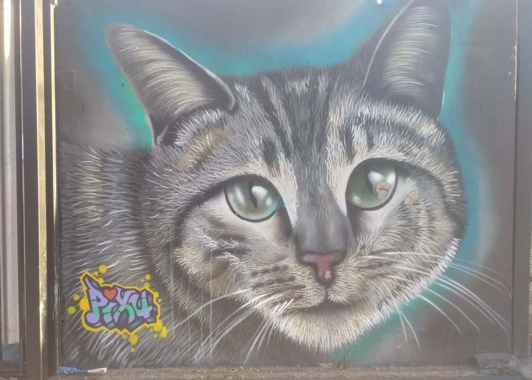 Cat graf.jpg