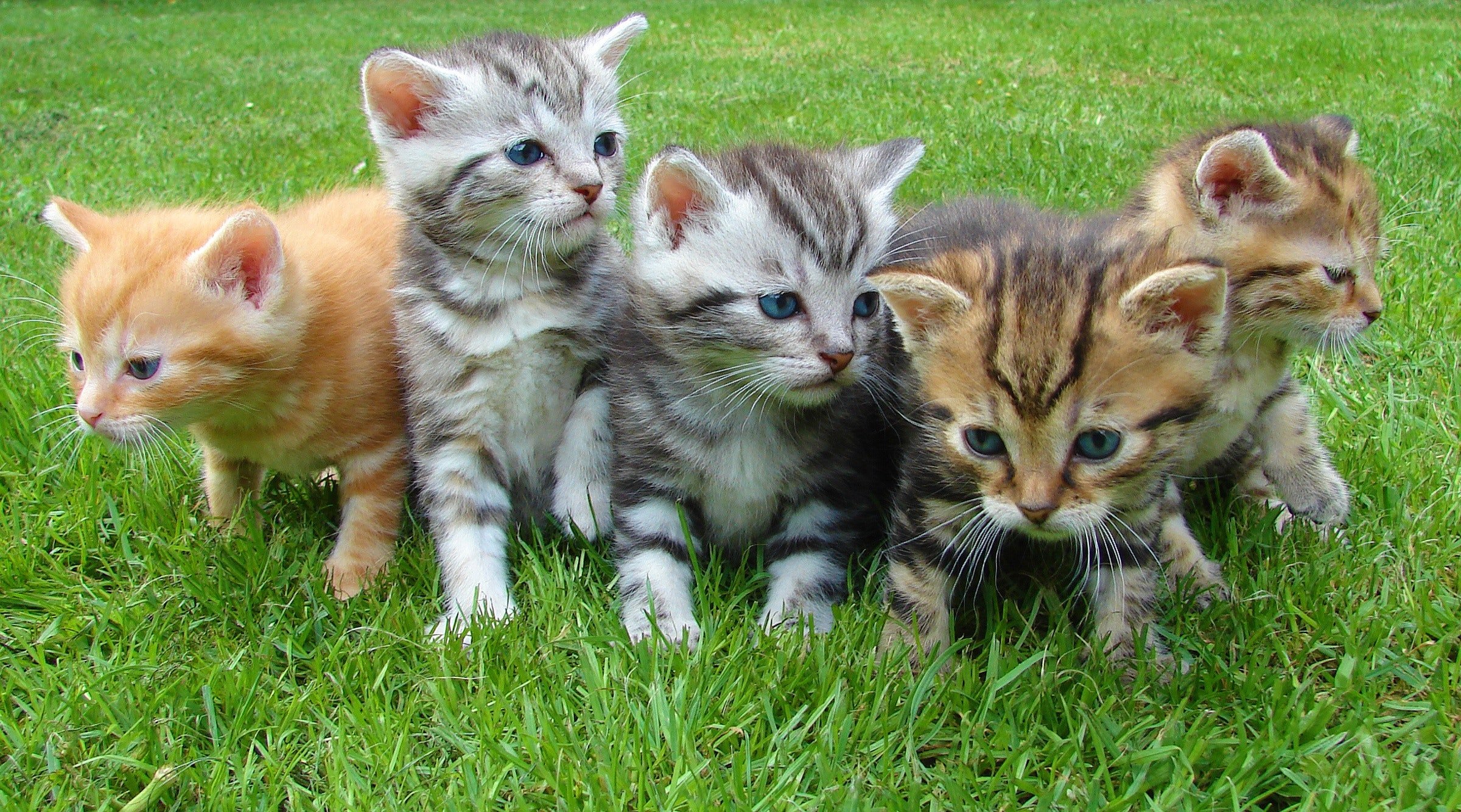 animals-cats-cute-45170.jpg