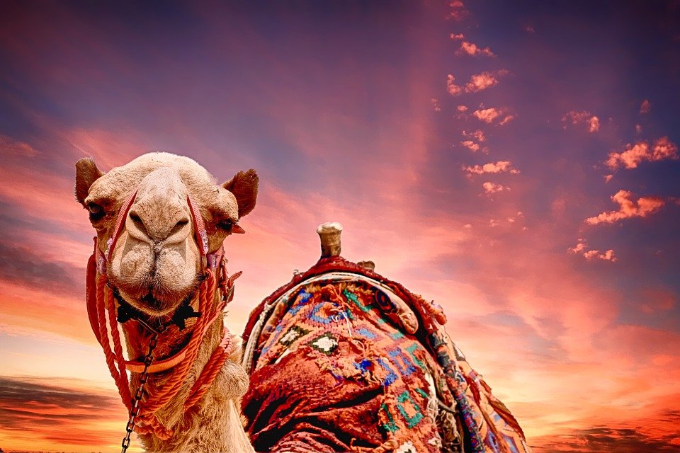 camel-2500618_960_720.jpg