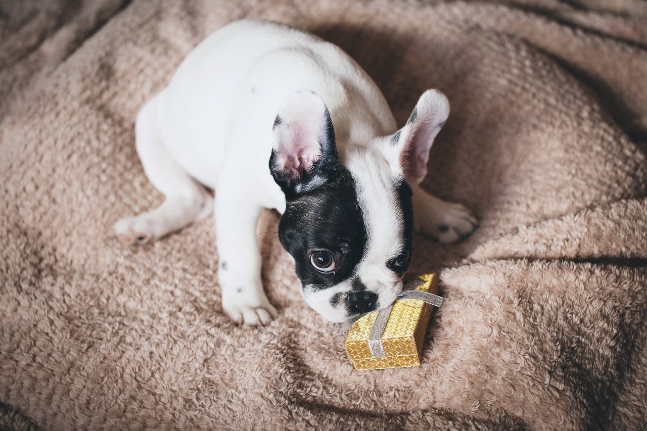 dog-2617516_1920.jpg