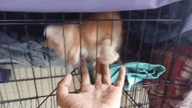 gif_temp.gif