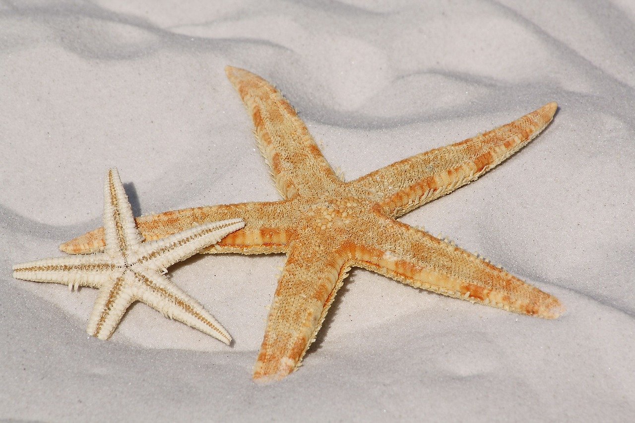 starfish-343791_1280.jpg