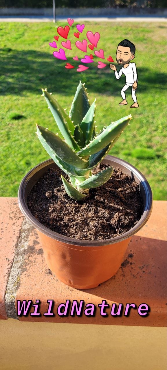 aloe perfoliata.jpg